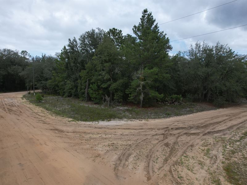 Tree- Line of Privacy for $205/Mo : Interlachen : Putnam County : Florida