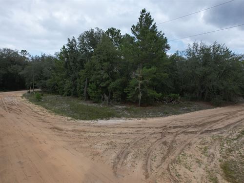 Tree-Line of Privacy for $205/Mo : Interlachen : Putnam County : Florida