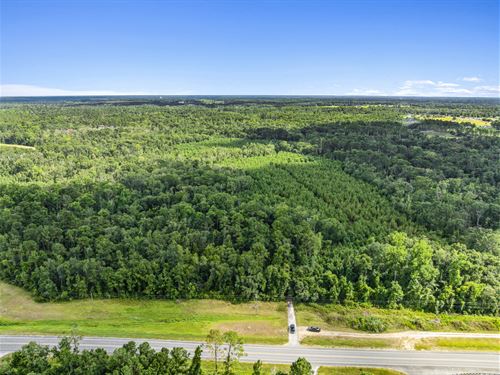 Withlacoochee River Timber, Hunting : Hahira : Lowndes County : Georgia