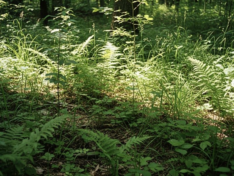 24 Acre Off-Market Land Opportunity : Garfield : Benton County : Arkansas
