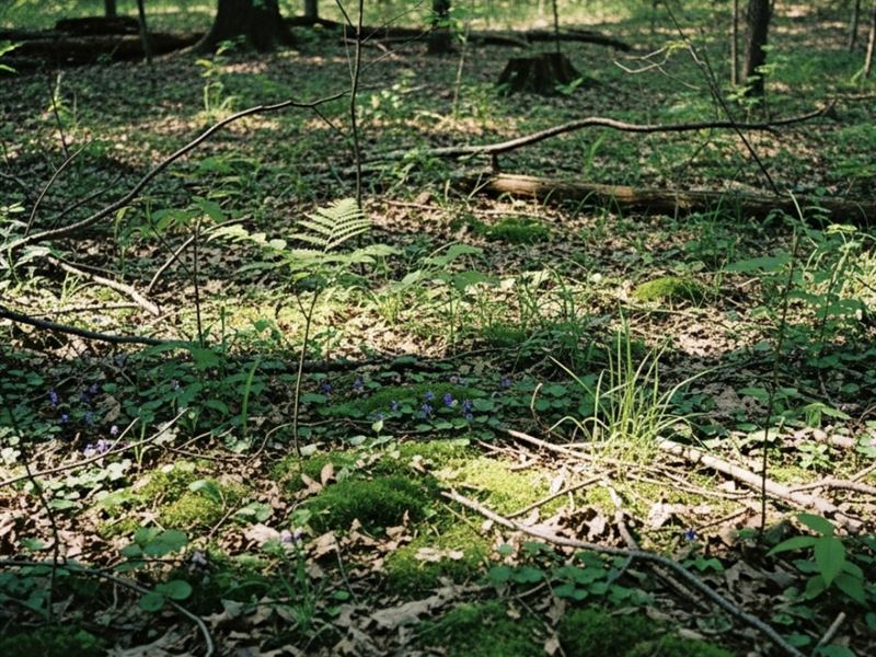 6 Wooded Acres Near Garfield, AR : Garfield : Benton County : Arkansas
