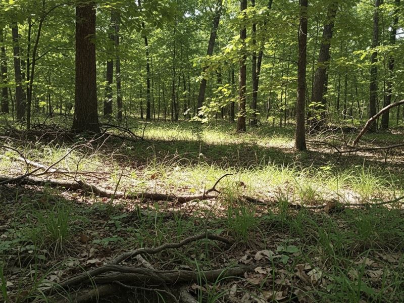 5 Acres, Home, Castalian Springs : Castalian Springs : Sumner County : Tennessee