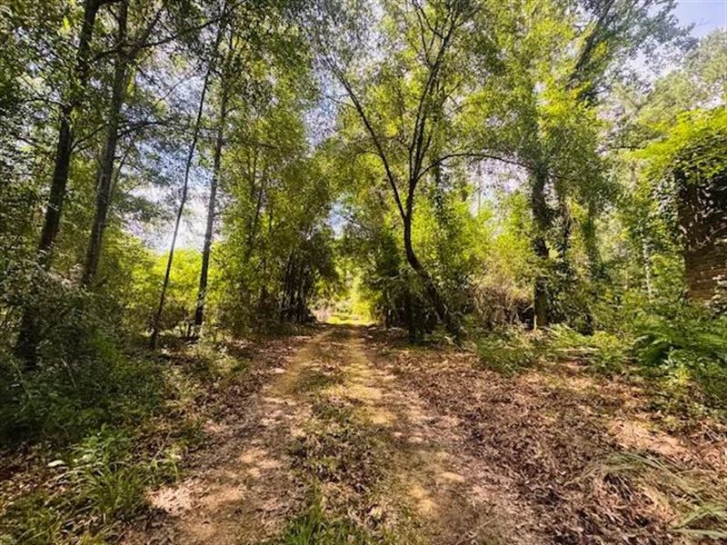 A 34 Undivided Interest in 878 Acr : Angie : Washington Parish : Louisiana