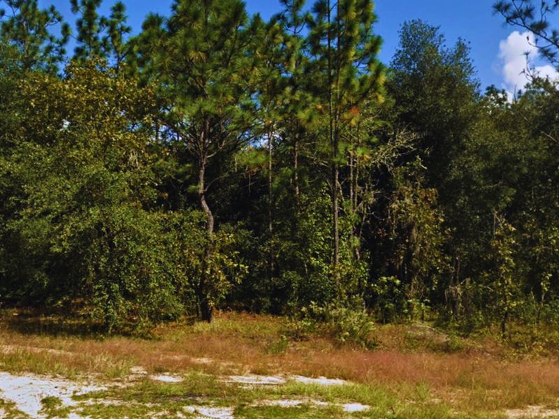 .46 Acres Only 30 Mins to Palatka : Interlachen : Putnam County : Florida