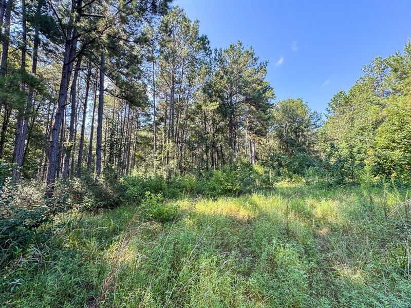 3 Acres, Texas Grand Ranch, Fluor : Huntsville : Walker County : Texas