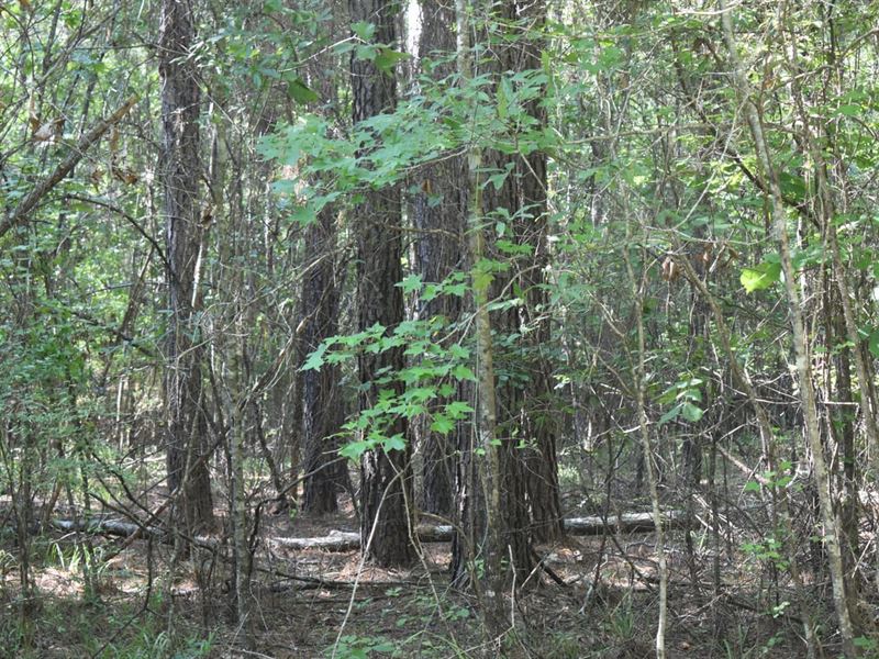 Elliot South Tract 2 : Camden : Ouachita County : Arkansas
