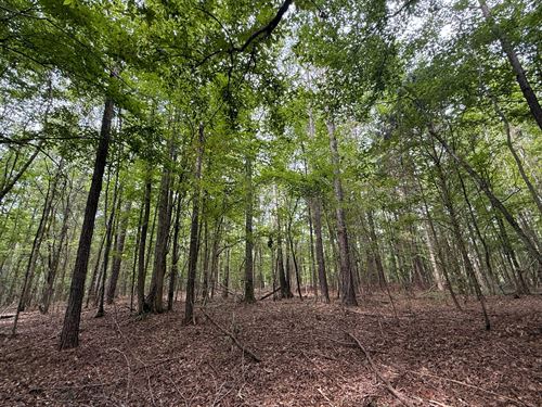 52 Acres Providence Church Rd : Ethelsville : Pickens County : Alabama