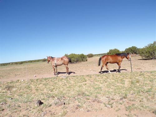 6 Lake-Area Lots with Upside : Concho : Apache County : Arizona