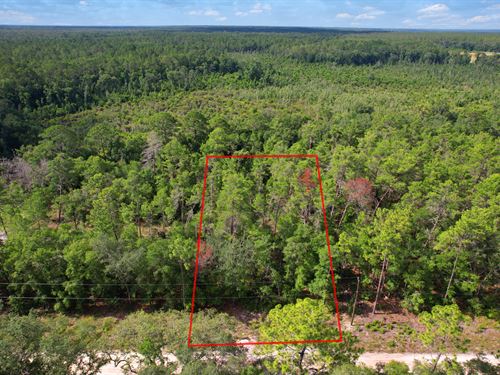 Low-Cost Florida Lot Near Lakes : Satsuma : Putnam County : Florida
