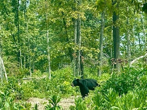 190 Acres, Spring, Deer Turkey Bear : Ava : Douglas County : Missouri