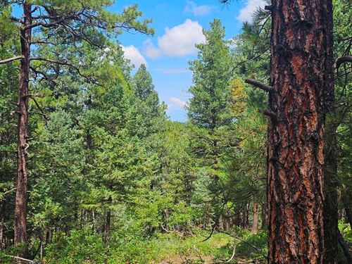 H12 Santa Fe Trail Ranch : Trinidad : Las Animas County : Colorado