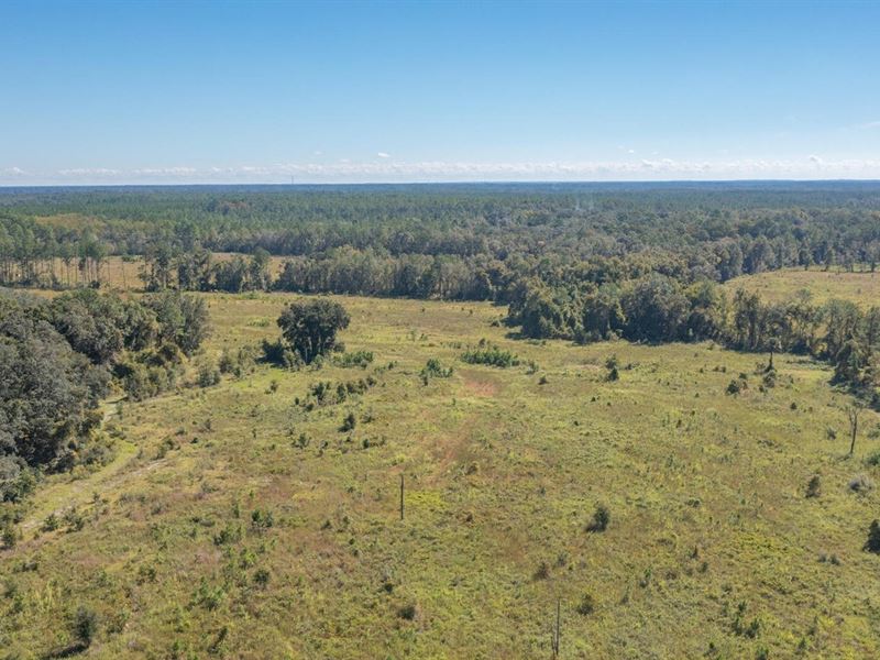 11.5 Acres with Timber & Wildlife : Hawthorne : Alachua County : Florida