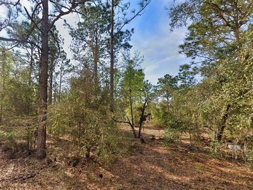 Your 0.4 Acre Florida Land Paradise : Interlachen : Putnam County : Florida