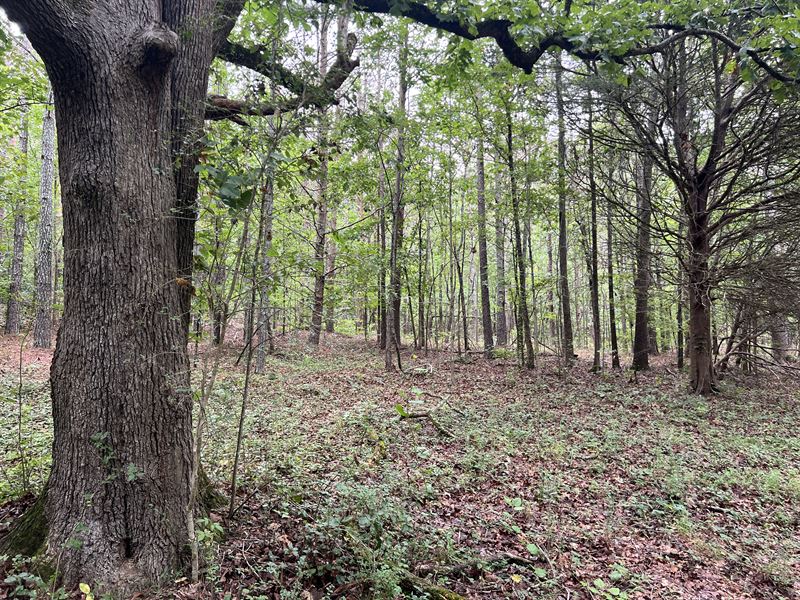 Wooded with Well & County Water : White : Bartow County : Georgia
