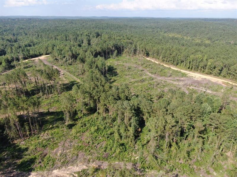 Bear Creek Road Tract 47 Acres : Gordo : Pickens County : Alabama