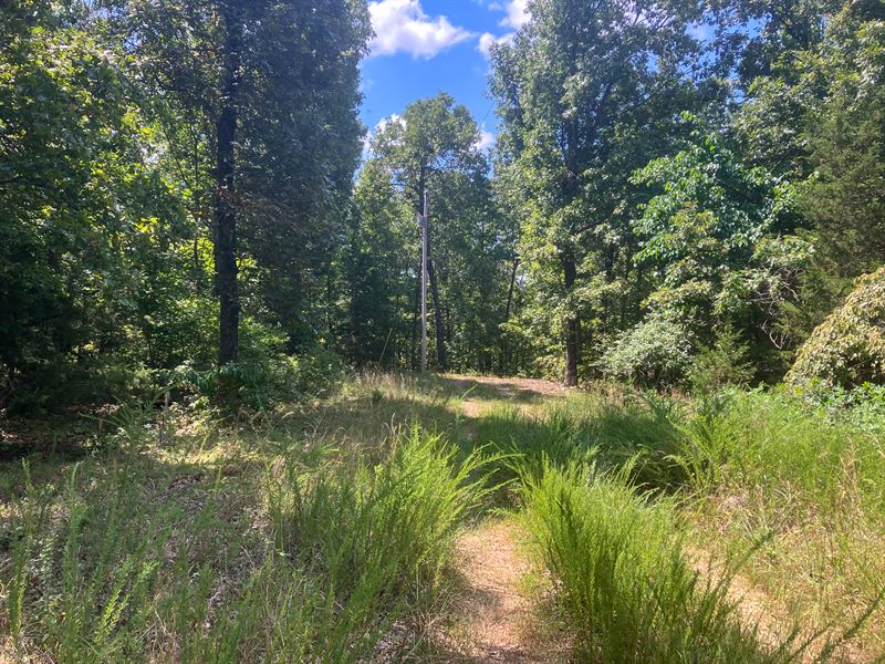 Wooded Hunting Land for Sale : Dora : Ozark County : Missouri