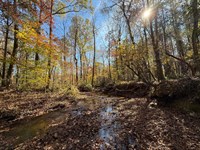 36.28 Acres, Lee County, AL : Opelika : Lee County : Alabama