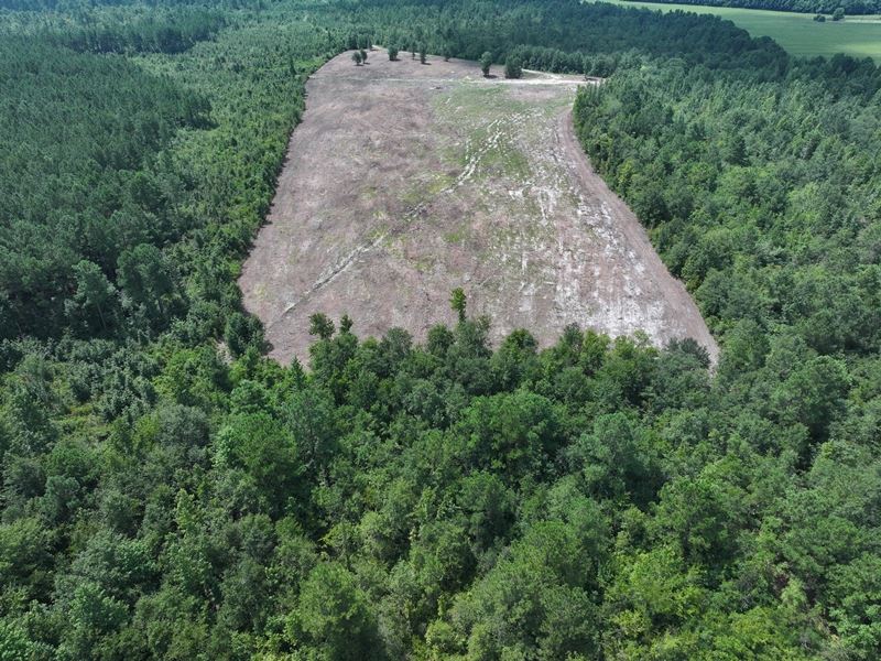 Large Timber and Agricultural Tract : Lumberton : Robeson County : North Carolina