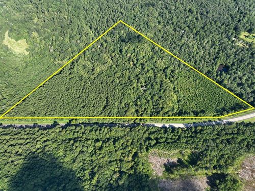 40 Acres, Highway 69, 287038 : Hillister : Tyler County : Texas