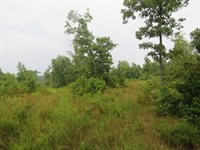 160 AC of Recreational Land : Bunker : Reynolds County : Missouri