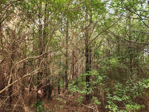 Camp Hill 6 : Camp Hill : Tallapoosa County : Alabama