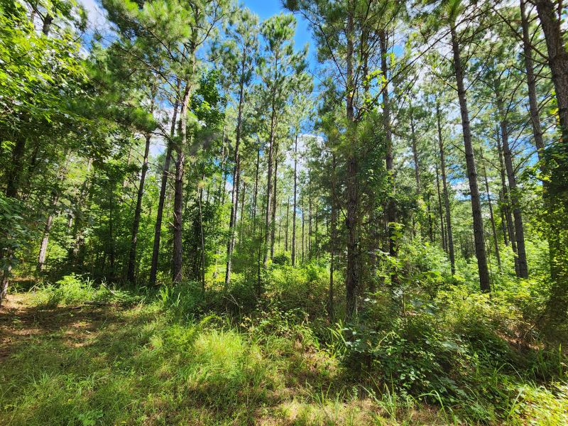 Camp Hill 9 : Camp Hill : Tallapoosa County : Alabama