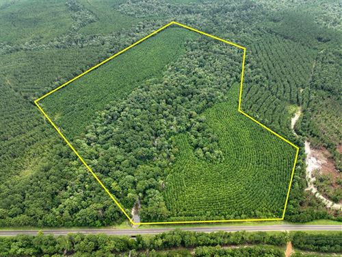 73 Acres, FM 2939, 287056 : Newton : Texas