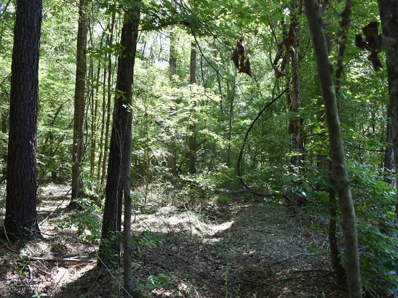 10 Acres in Many, Louisiana : Many : Sabine Parish : Louisiana