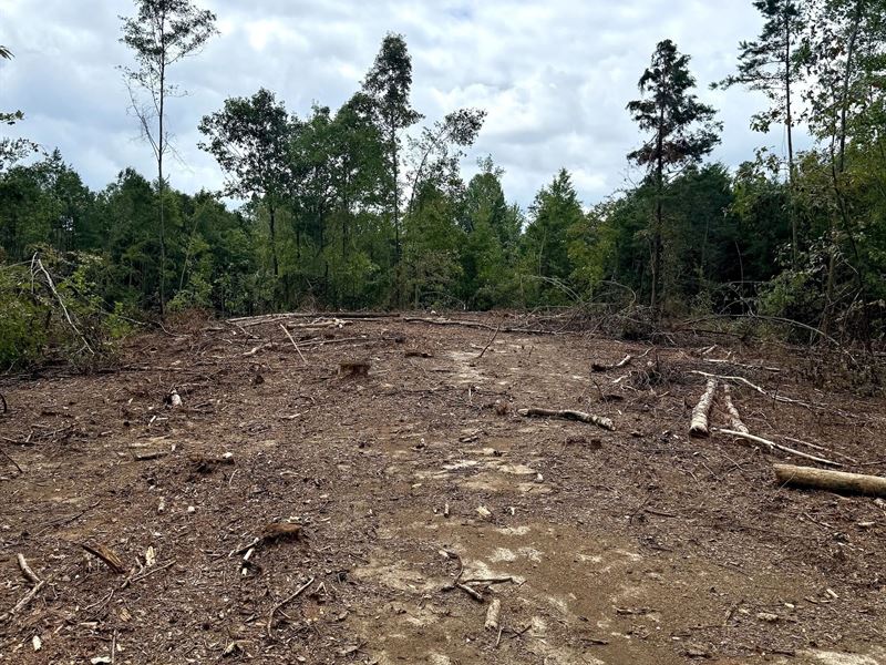 7 Acres in Winston County, MS : Noxapater : Winston County : Mississippi
