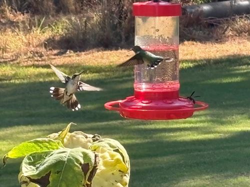 157 Acres With a Home in Panola Cou : Como : Panola County : Mississippi