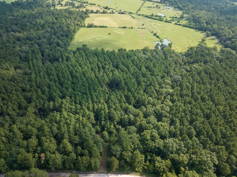 11 Acres, T-9B, Joe Hudson Road : Groveton : Trinity County : Texas