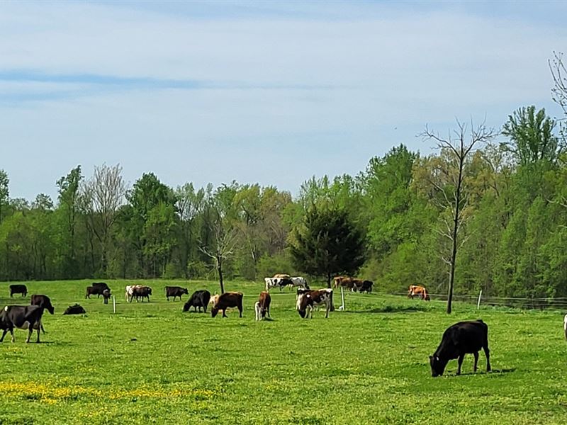 Grass-Based Organic Dairy/Beef Farm : Wilsons : Dinwiddie County : Virginia