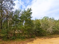 Serene & Affordable Residential Lot : Interlachen : Putnam County : Florida