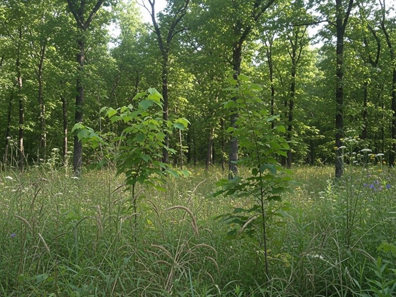 10 Acres in Cherokee County OK : Lost City : Cherokee County : Oklahoma
