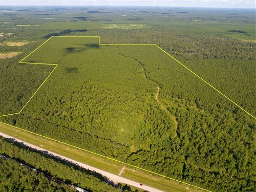 227 Acres, Highway 165, Allen Par : Kinder : Allen Parish : Louisiana
