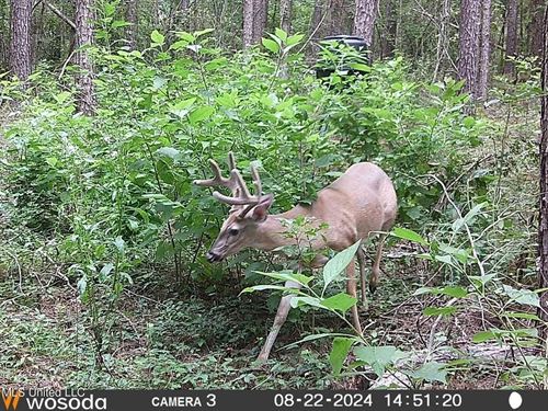 38 Acres in Mississippi Near Louisi : Magnolia : Pike County : Mississippi