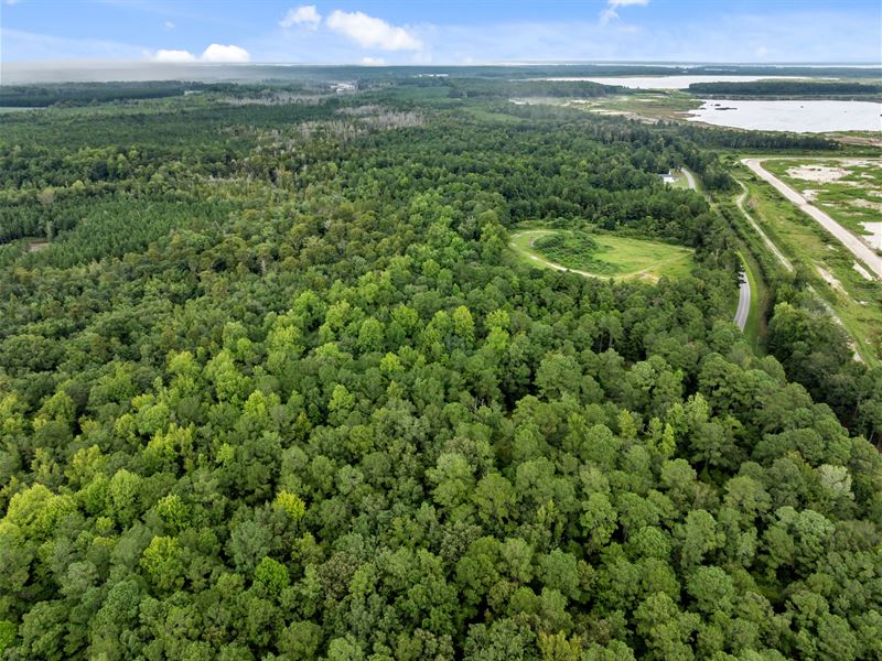21 Acres of Mature Timber & Hunting : Edward : Beaufort County : North Carolina