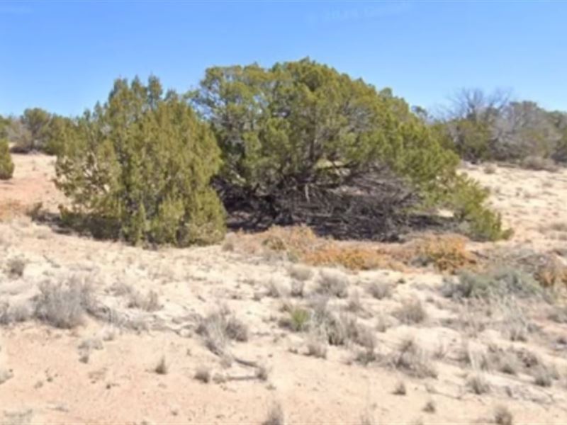 Invest in Land, Invest a 2.5 Acres : Saint Johns : Apache County : Arizona