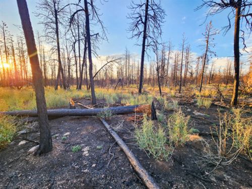 Wild Meets Savvy : Bonanza : Klamath County : Oregon