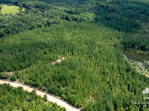 Alred Road Northeast, 20 Ac : Westville : Holmes County : Florida