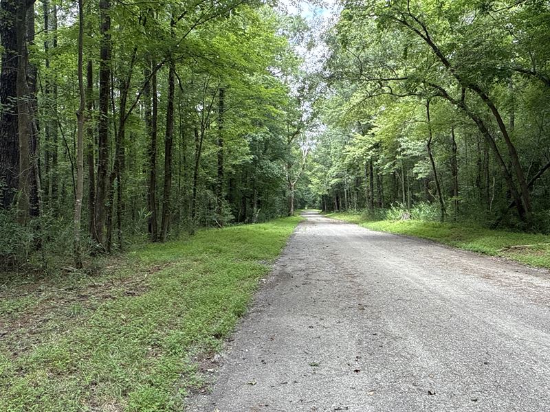 17 AC of Hunting Land with Timber : Aurora : Beaufort County : North Carolina