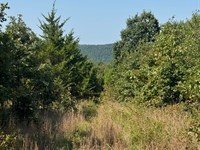 80 Acres in Edgemont, Arkansas : Edgemont : Cleburne County : Arkansas
