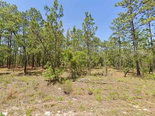 Sunshine, Nature, and Opportunity : Dunnellon : Marion County : Florida