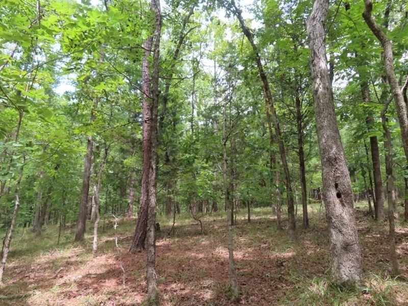 Wooded Acreage, Great Location : Winnsboro : Fairfield County : South Carolina