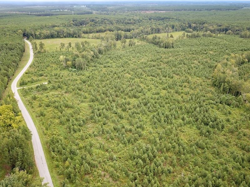 93 Acres of Timbe : Warfield : Brunswick County : Virginia