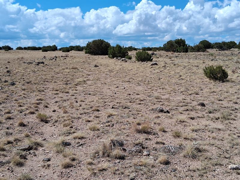 Off Grid Desert Living, RVs OK : Concho : Apache County : Arizona