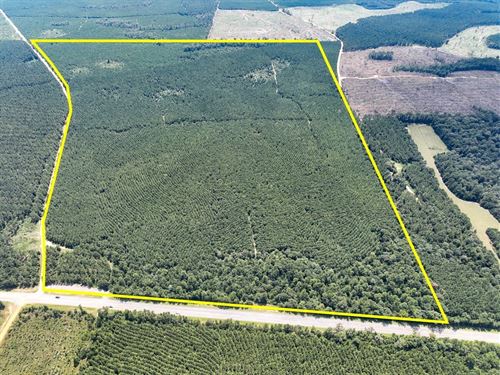 260 Acres, Highway 190, T-10, 28 : Woodville : Tyler County : Texas
