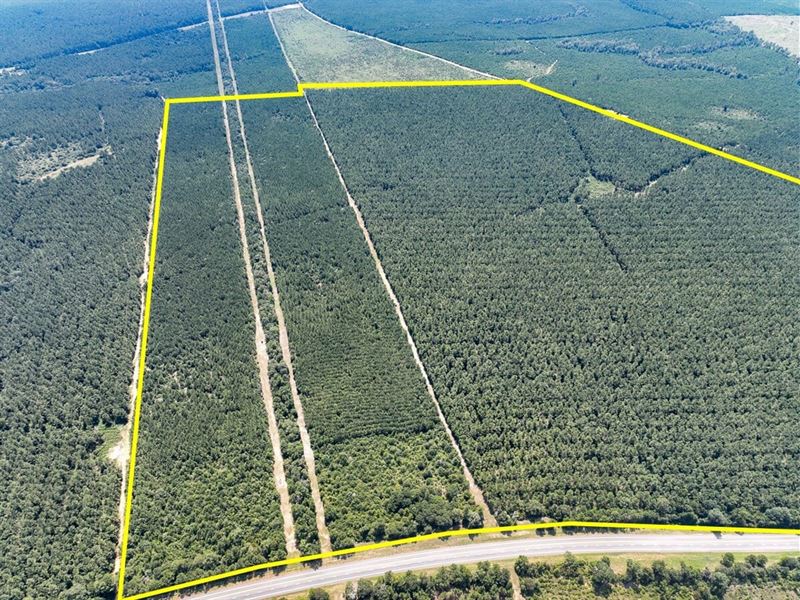 582 Acres, Highway 190, T-11 T-1 : Woodville : Tyler County : Texas
