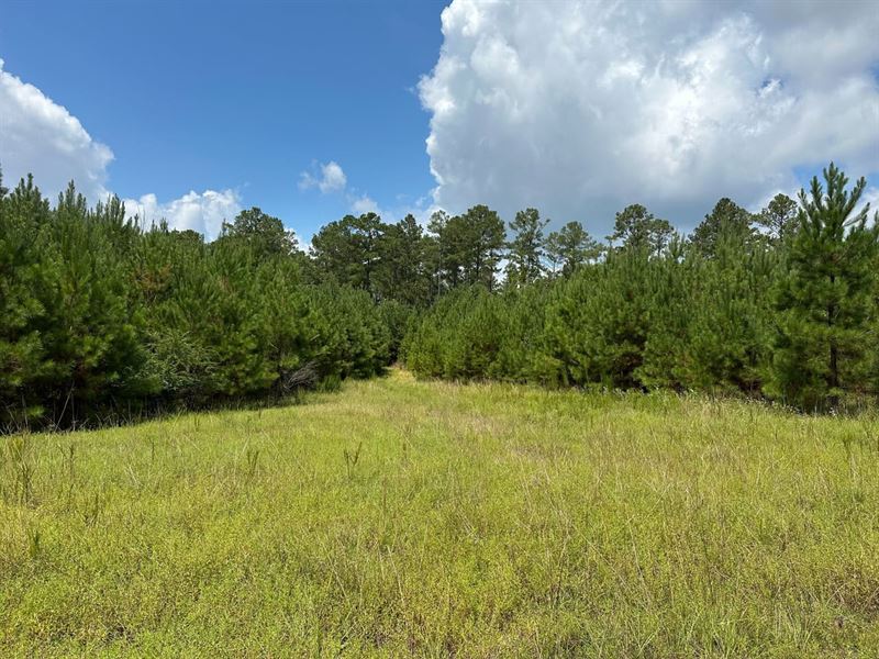 Six Mile Creek Tract, 240 Acres : Selma : Dallas County : Alabama