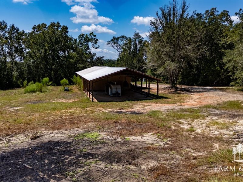 Native Longleaf Pines : Caryville : Washington County : Florida